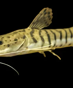 Tiger Shovelnose Catfish (Pseudoplatystoma fasciatum) for Sale Canada | Monster Fish