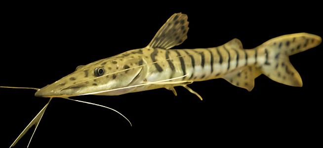 Tiger Shovelnose Catfish (Pseudoplatystoma fasciatum) for Sale Canada | Monster Fish