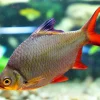 Tinfoil Barb (Barbonymus schwanenfeldii) for Sale Canada | Large Freshwater Barb