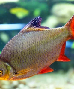 Tinfoil Barb (Barbonymus schwanenfeldii) for Sale Canada | Large Freshwater Barb