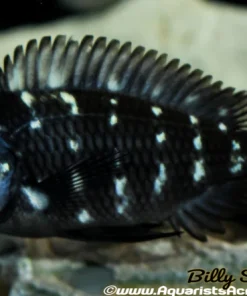 TROPHEUS. SP DUBOISI 1"