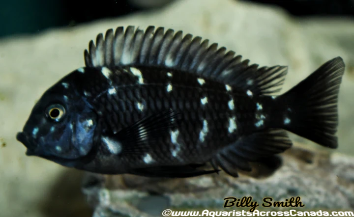 TROPHEUS. SP DUBOISI 1"