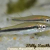True Siamese Algae Eater (Crossocheilus oblongus) for Sale Canada | SAE Fish