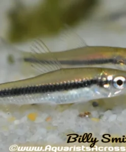 True Siamese Algae Eater (Crossocheilus oblongus) for Sale Canada | SAE Fish