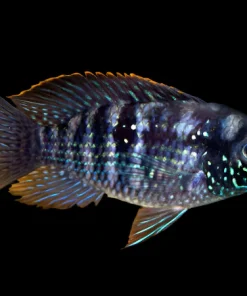 TRUE BLUE ACARA (Andinoacara pulcher)