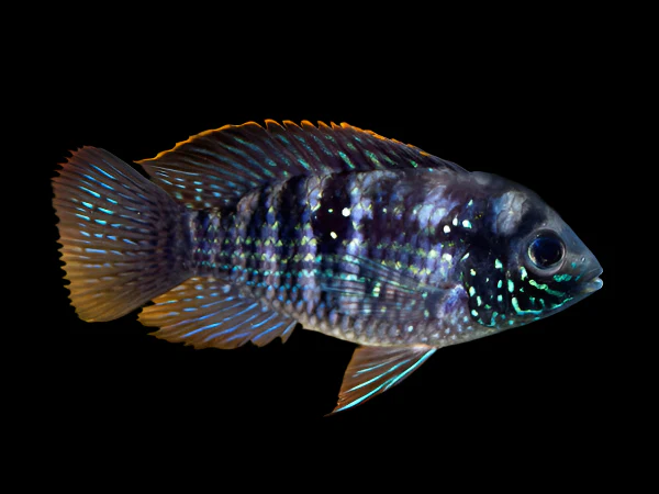 TRUE BLUE ACARA (Andinoacara pulcher)