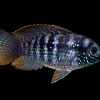True Blue Acara for Sale in Canada | Andinoacara pulcher
