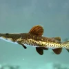 TSN × RTC Catfish for Sale Canada | Tiger Shovelnose × Redtail Catfish Hybrid