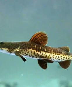 TSN × RTC Catfish for Sale Canada | Tiger Shovelnose × Redtail Catfish Hybrid