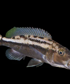 TYRANNOCHROMIS MACULICEPS