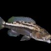Tyrannochromis maculiceps Canada | Buy Rare Lake Malawi Predator Cichlid Online
