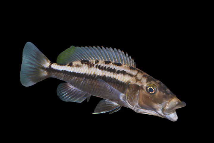 Tyrannochromis maculiceps Canada | Buy Rare Lake Malawi Predator Cichlid Online