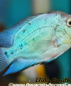 FLOWERHORN THAI SILK