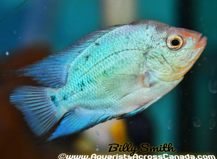 FLOWERHORN THAI SILK