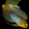 Umbrella Dwarf Cichlid Opal (Apistogramma borellii Opal) for Sale Canada | Rare Dwarf Cichlid