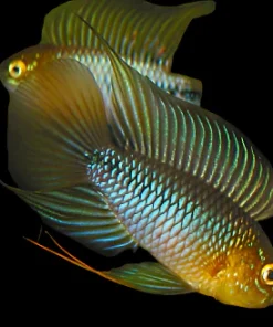 Umbrella Dwarf Cichlid Opal (Apistogramma borellii Opal) for Sale Canada | Rare Dwarf Cichlid