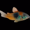 Venezuelan Corydoras (Corydoras venezuelanus) 1–1.5" for Sale Canada | Premium Cory Catfish