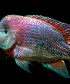 Vieja Breidohri “Rio Salado” for Sale in Canada