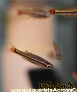 Vietnamese Cardinal Minnow (Tanichthys micagemmae) for Sale Canada | Buy Cardinal Minnow