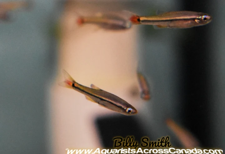 Vietnamese Cardinal Minnow (Tanichthys micagemmae) for Sale Canada | Buy Cardinal Minnow