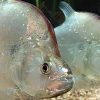 Violet Line Piranha (Serrasalmus geryi) 6–7 Inch Canada | Buy Rare Piranha Online