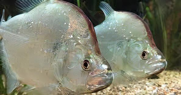 Violet Line Piranha (Serrasalmus geryi) 6–7 Inch Canada | Buy Rare Piranha Online