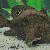 Freshwater Frogfish for Sale in Canada | Antennarius biocellatus 1.005 SG