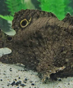 Freshwater Frogfish for Sale in Canada | Antennarius biocellatus 1.005 SG