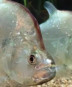 Violet Line Piranha (Serrasalmus geryi) 6-7 Inch for Sale Canada | Rare Red Throat Piranha