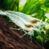 White Amano Shrimp (Caridina multidentata) for Sale Canada | Rare Freshwater Shrimp