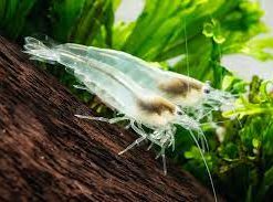 White Amano Shrimp (Caridina multidentata) for Sale Canada | Rare Freshwater Shrimp