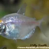 White Skirt Tetra (Gymnocorymbus ternetzi) for Sale Canada | Buy White Skirt Tetra