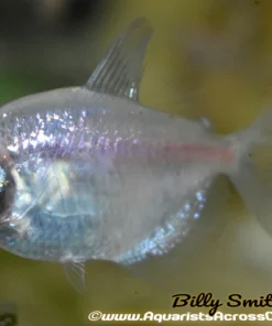 White Skirt Tetra (Gymnocorymbus ternetzi) for Sale Canada | Buy White Skirt Tetra