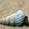 White Hercules Snail (Brotia herculea) For Sale Canada | Rare Freshwater Aquarium Snail
