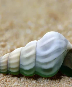 White Hercules Snail (Brotia herculea) For Sale Canada | Rare Freshwater Aquarium Snail