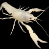 White Spectre Crayfish (Procambarus clarkii var.) for Sale Canada | Rare Aquarium Crayfish