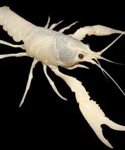 White Spectre Crayfish (Procambarus clarkii var.) for Sale Canada | Rare Aquarium Crayfish
