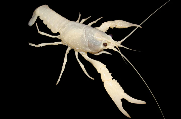 White Spectre Crayfish (Procambarus clarkii var.) for Sale Canada | Rare Aquarium Crayfish