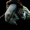 White Spotted Rabbit Snail (Tylomelania patriarchalis) for Sale Canada | Rare Aquarium Snail