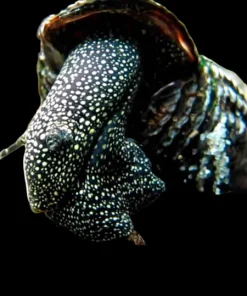 White Spotted Rabbit Snail (Tylomelania patriarchalis) for Sale Canada | Rare Aquarium Snail
