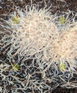 White Worm Culture (Enchytraeus albidus) Canada | Live Fish Food Starter Culture