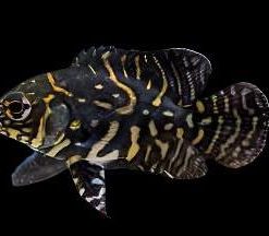 Wild Oscar “Marajó” for Sale in Canada | Astronotus ocellatus