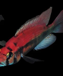 XYSTOCHROMIS .SP FLAMEBACK (KYOGA FLAMEBACK)