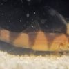 Y Loach Hybrid (Clown Loach × Yoyo Loach) for Sale Canada | Rare Loach