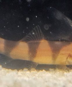 Y Loach Hybrid (Clown Loach × Yoyo Loach) for Sale Canada | Rare Loach