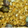 Yellow Apple Snails (Pomacea maculata) for Sale Canada | Freshwater Aquarium Snails