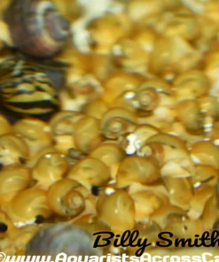 Yellow Apple Snails (Pomacea maculata) for Sale Canada | Freshwater Aquarium Snails