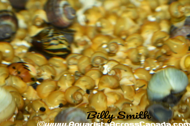 Yellow Apple Snails (Pomacea maculata) for Sale Canada | Freshwater Aquarium Snails
