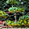 Yellow Pea Puffer Captive Bred XXL (Carinotetraodon travancoricus) for Sale Canada