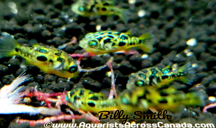 Yellow Pea Puffer Captive Bred XXL (Carinotetraodon travancoricus) for Sale Canada